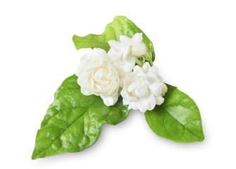 Jasmine white flower isolated on white background.This has clipping path.
