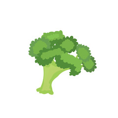 fresh broccoli vegetable nature icon. Vector