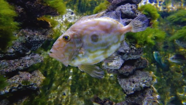 John Dory costal marine fish - latin Zeus faber - also known as St. Pierre or Peter's Fish, of a worldwide habitat in an zoological garden marine aquarium 