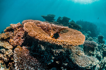 Colorful coral reef in clear blue water