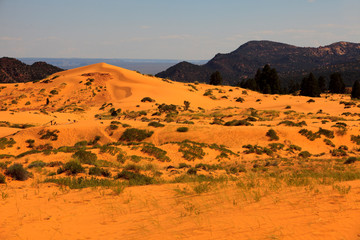 Naklejka na ściany i meble Utah / USA - August 22, 2015: Sand and dunes area in Coral Pink Sand Dunes State Park, Utah, USA