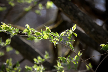 Spring Flowers