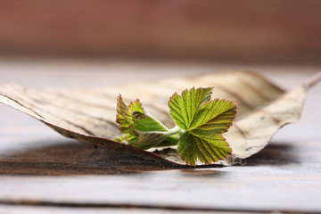 Young green with a burgundy border leaves of black currant on a background of an old brown leaf