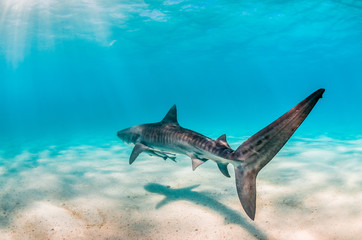Fototapeta premium Tiger Shark Swimming Peacefully Over Sandy Sea bed
