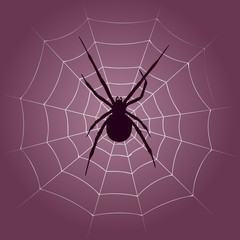 Background with spider silhouette and web.