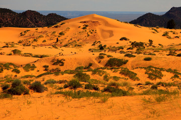 Utah / USA - August 22, 2015: Sand and dunes area in Coral Pink Sand Dunes State Park, Utah, USA