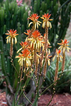 Sydney Australia, Aloe Dawei with orange and yellow flowers in garden