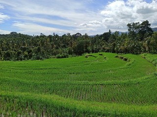 Fototapeta na wymiar Rice field and sky 
