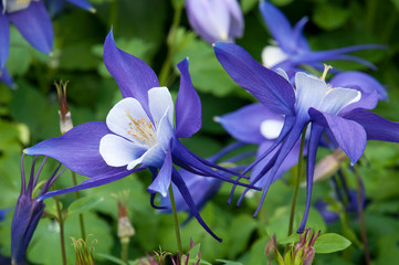 Sydney Australia, close-up of a flowering aquilegia or Colorado blue columbine