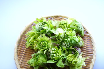籠に盛られた摘みたての山菜、ふきのとう