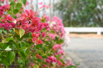 Obraz premium pink flowers in the garden