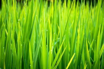 Fototapeta na wymiar Close up of beautiful green grass with blurred background. Selective focus.