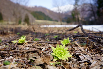 雪国の春、雪が残る里山に自生するフキノトウ