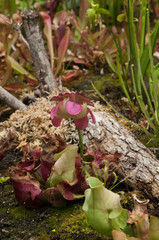 Sydney Australia, view of pink flower of a Sarracenia purpurea plant in garden