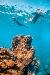 Snorkelers Swimming Above Colorful coral Reef