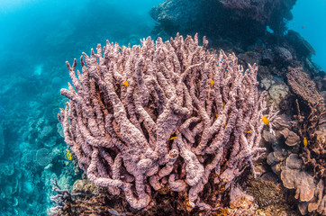 Fototapeta na wymiar Colorful coral reef in tropical blue water
