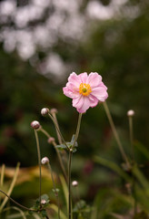Fototapeta premium Flowering Anemone hupehensis plant with pink flowers in the summer in the garden.
