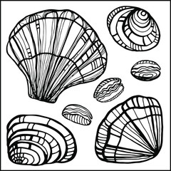 Seashells, starfishs, mollusks vector set graphic sketch 