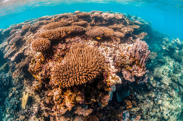 Colorful coral reef in clear blue ocean