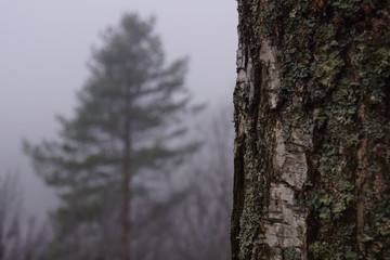 Obraz premium Autumn forest in October is already leafless and shrouded in fog