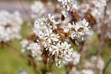 Beautiful white blossoming tree, flowers background. Natural light, selective focus. Shallow DOF.
