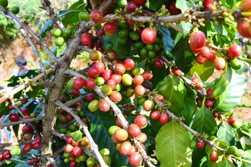 Coffee berries and leaves on branch coffee in plantation.