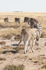 Fototapeta na wymiar zebras line 