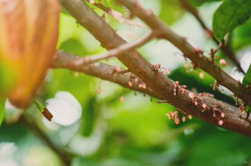 Growing new flowers on cocoa tree
