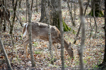Deer 
