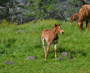Pretty baby horse pony c2020Rachelle