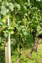 Fototapeta na wymiar Bunch of grape in farm