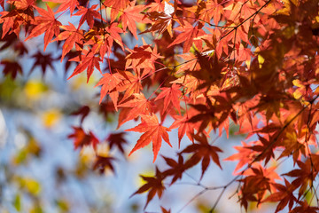 Naklejka na ściany i meble Autumn yellow and red maple leaves