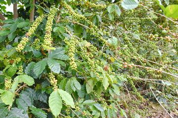 Coffee berries on branch on white background.