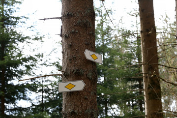 Direction signs on trees in the forest
