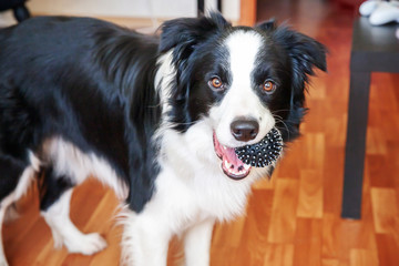 Funny portrait of cute smilling puppy dog border collie holding toy ball in mouth. New lovely...
