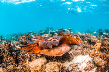Underwater Shot of a Pair of Mating Cuttlefish Among Colorful Coral Reef