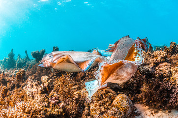 Underwater Shot of a Pair of Mating Cuttlefish Among Colorful Coral Reef