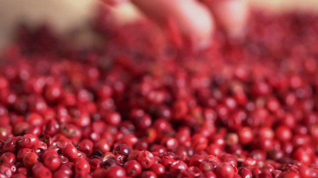 Food spices pink peppercorns red pepper Himalayan pepper berries. concept of fresh and dietary spices for cooking schools vegans and dietary products