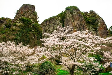 仙の岩の桜