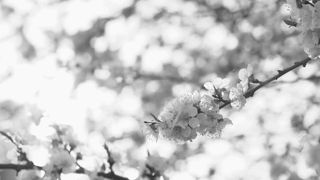 Closeup view black and white video of beautiful sunny delicate flowers of blooming in spring garden fruits trees. 