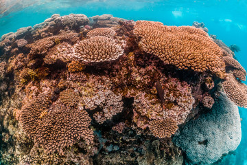 Naklejka na ściany i meble Colorful coral reef in clear blue ocean