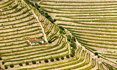 Douro Valley, vineyards and landscape near Regua, Portugal