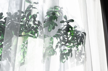 Money tree on the windowsill of the kitchen behind the tulle. Black and white atmospheric photo behind the curtains in the sun.