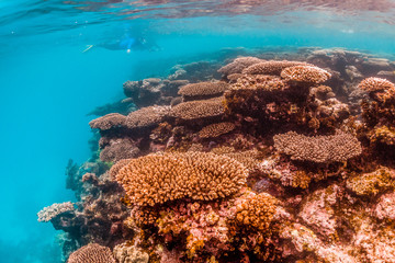 Naklejka na ściany i meble Colorful coral reef in clear blue ocean