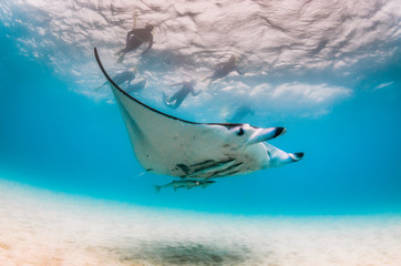 Manta ray swimming in the wild with people observing from the surface
