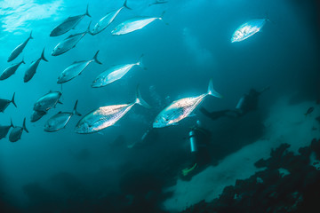 Schooling pelagic fish swimming together in clear blue water