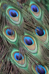 Close up of beautiful and colorful peacock feathers