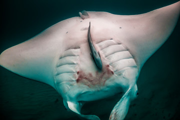 Manta Ray Swimming and Somersaulting in Clear Tropical Water