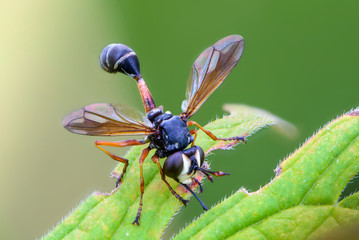 Fly physocephala rufipes lurking on leaf of grass