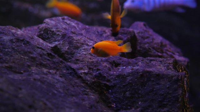Little red fish nibble hard underwater rock, looking for food, then quickly run away. African cichlid species at aquarium in science exposition.